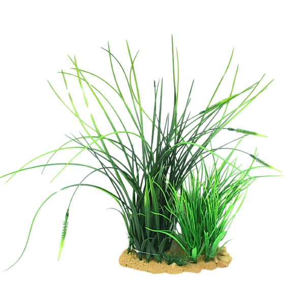 Vivarium Plant Sea Grass – Tall Greenery for Terrariums AU