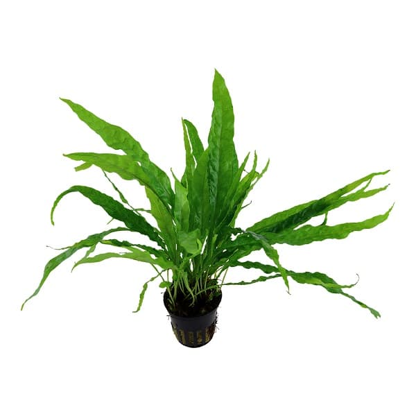 Tropica Microsorum pteropus - Αquario.gr - Το καλύτερο ενυδρειακό κατάστημα
