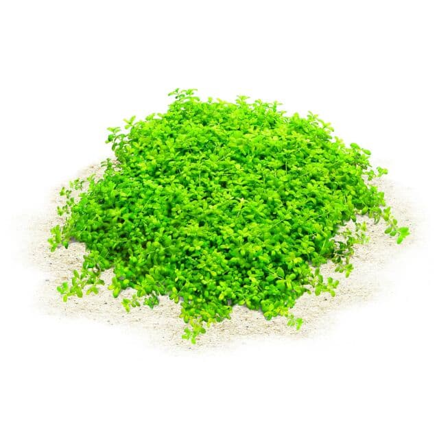 Hemianthus callitrichoides "Cuba" | Aquasabi - Aquascaping Shop