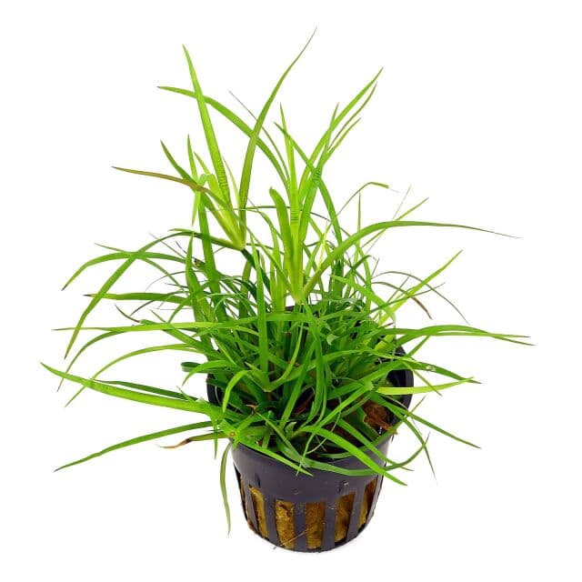 Juncus repens - pot | Aquasabi - Aquascaping Shop