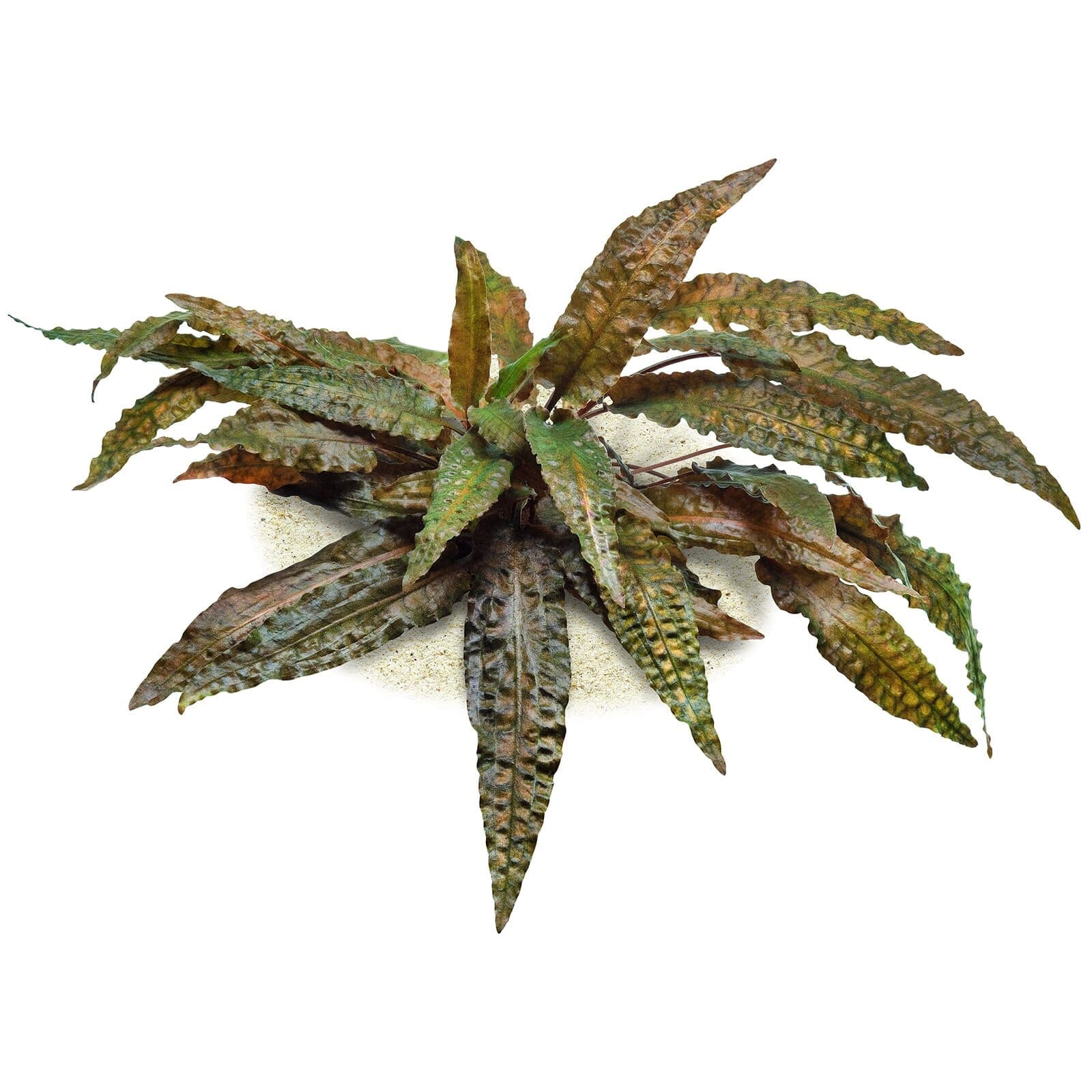 Cryptocoryne wendtii 'Tropica' | Aquasabi - Aquascaping Shop
