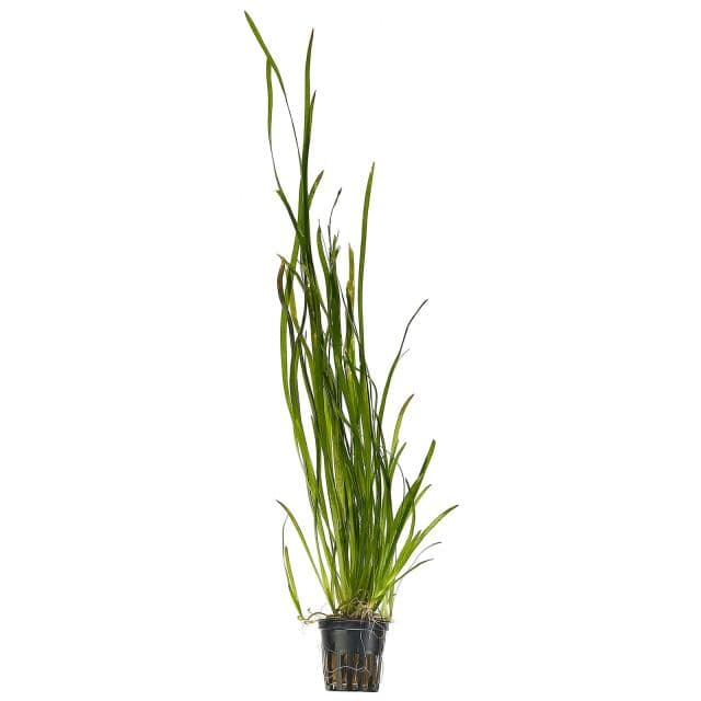 Vallisneria nana "Tiger" - Pot | Aquasabi - Aquascaping Shop