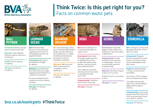 Exotic pets (non-traditional companion animals) | British Veterinary ...