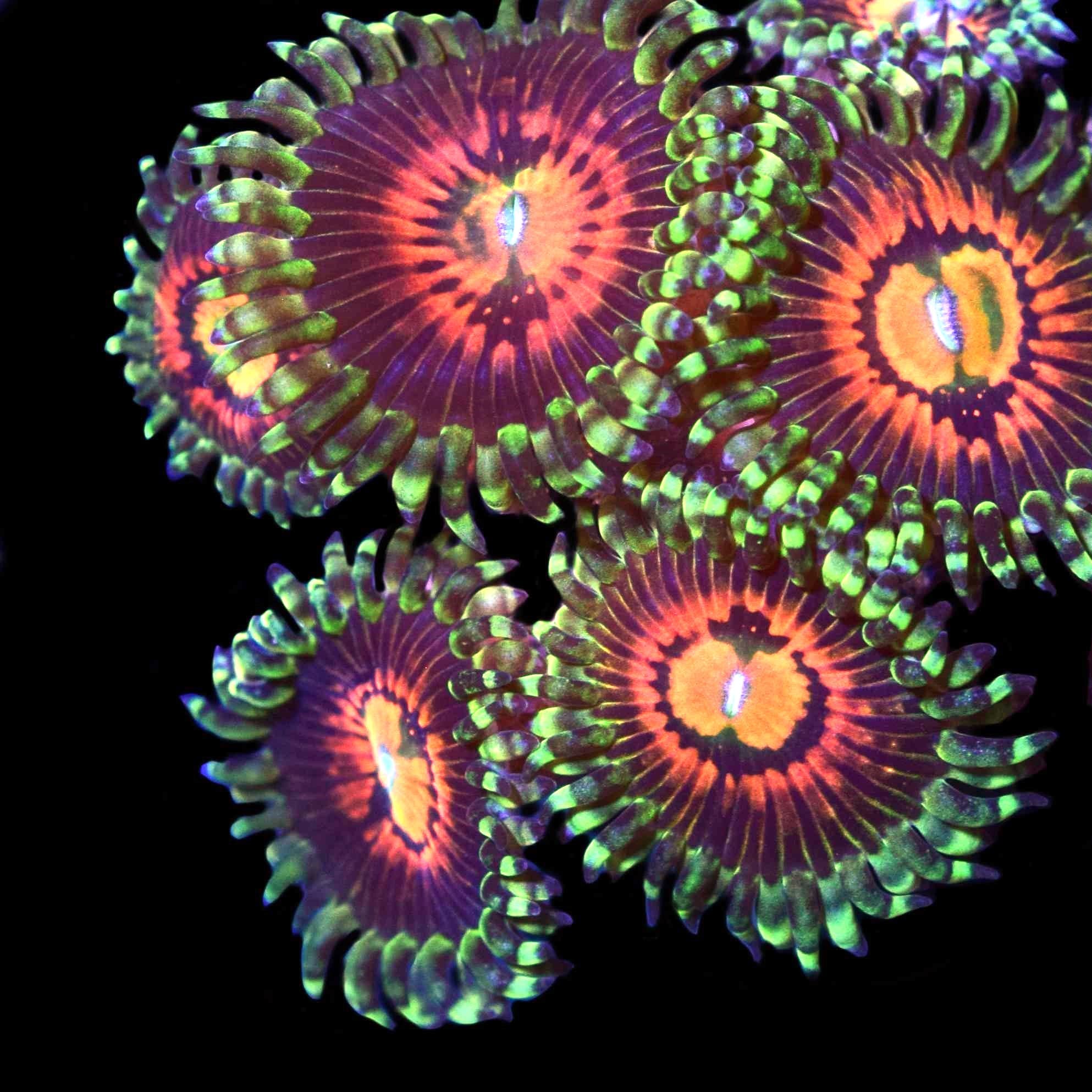 Zoanthus "Rainbow Incinerator" 3 Polyps - CommunityCorals