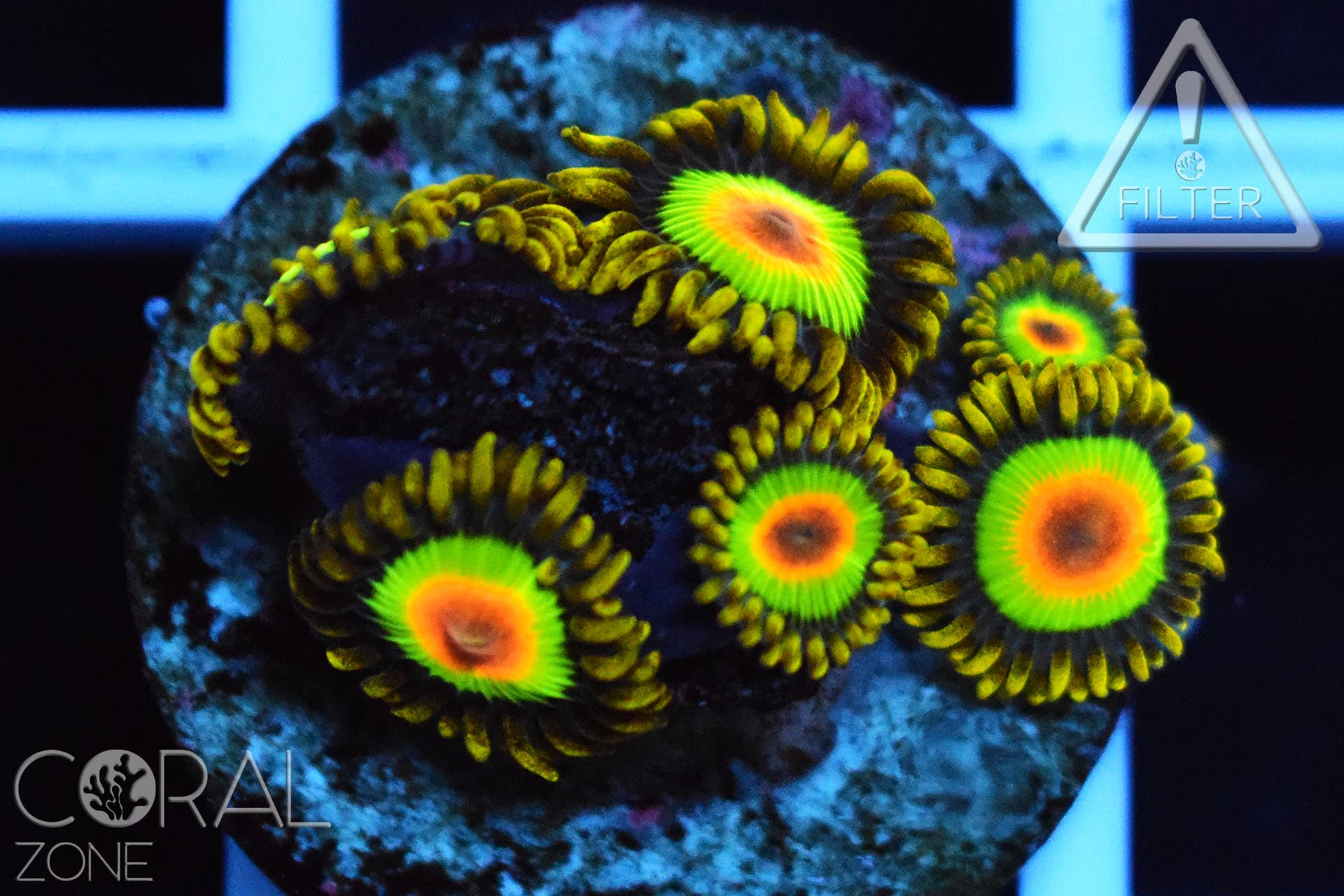 Zoanthus sp. “rasta” – CORAL ZONE