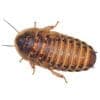 Dubia Roaches | Buy Quality Livefood | Evolution Reptiles