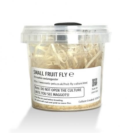 Live Flightless Fruit Fly Cultures - Drosophila sp.