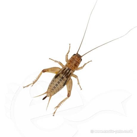 Silent Brown Crickets - Gryllus assimilis