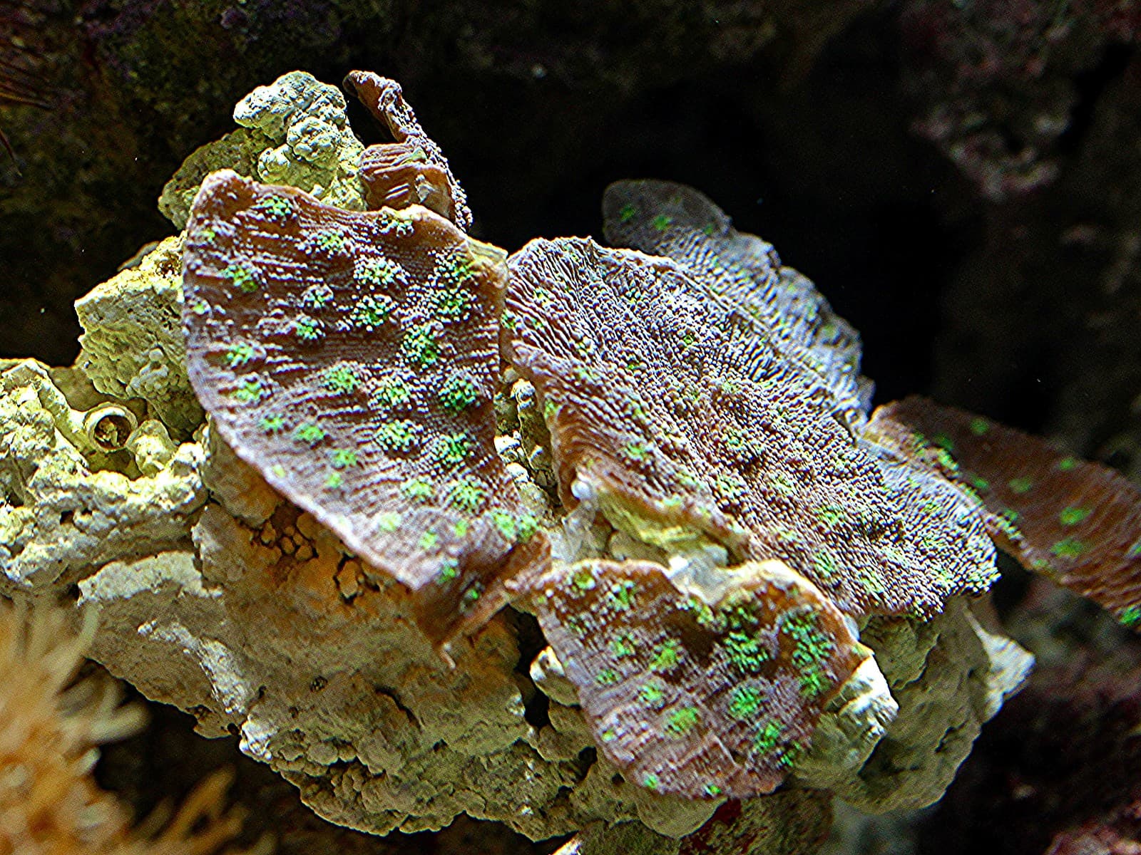 Echinopora lamellosa • Cnidarian sheet