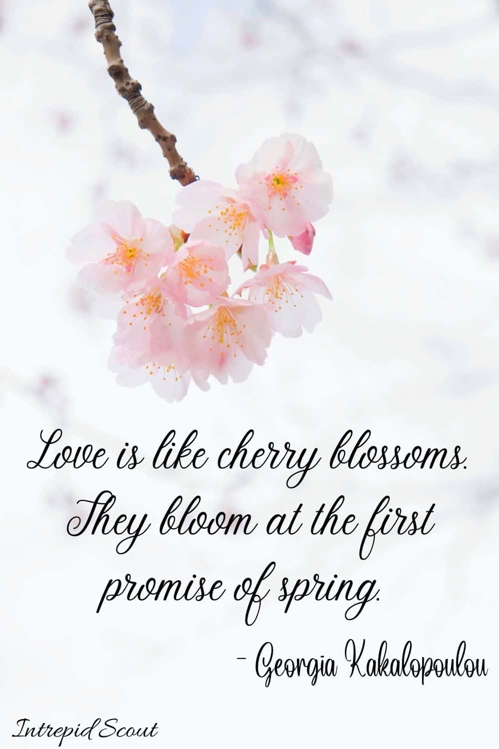 Spring Love Quotes