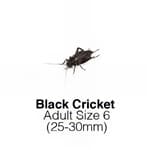 Black Crickets Adult (Field Crickets) | Livefoods Direct