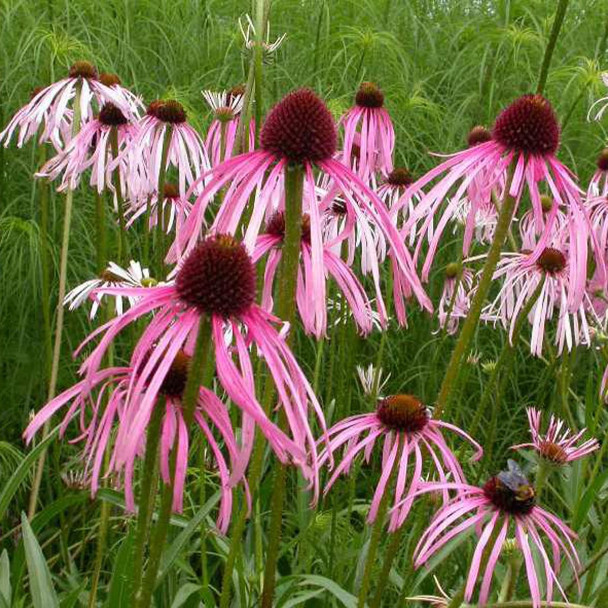 Echinacea pallida 'Hula Dancer' -5009