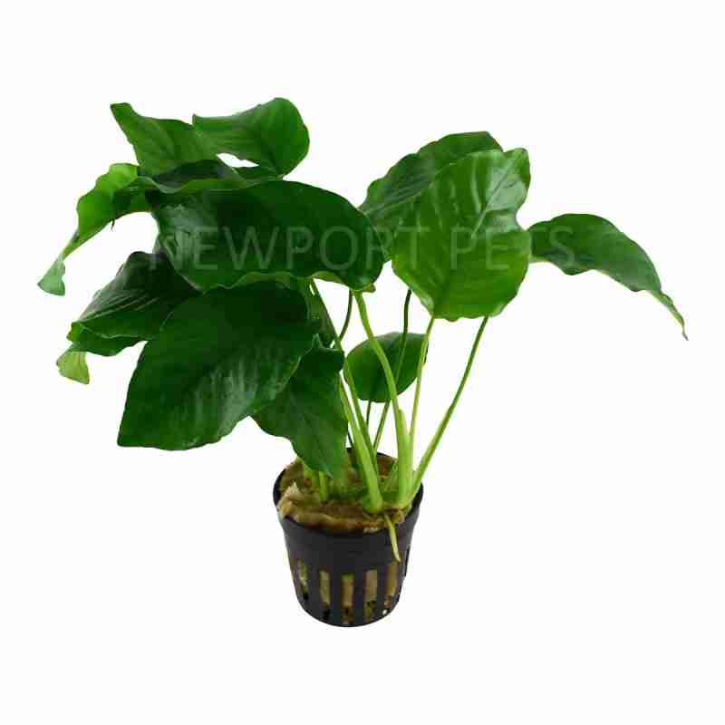 Anubias barteri Aquarium Plant | Low-Maintenance Plant | Newport Pets ...