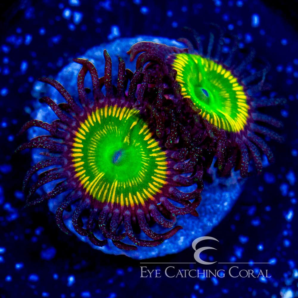 Oceans Garden Aquaculture ECC Ultra Sunny D's Palythoa