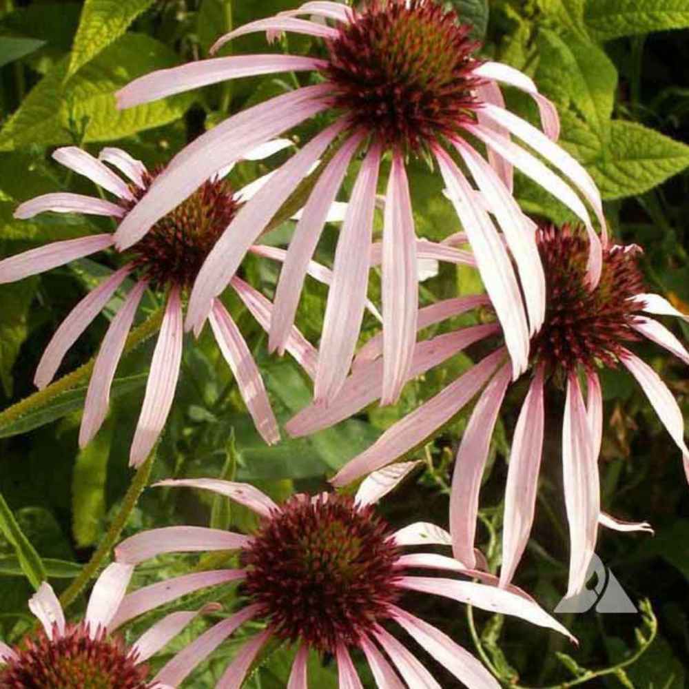 Thompson & Morgan Echinacea Pallida Seeds