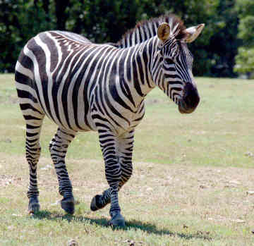 Zebra FX9600 Fixed RFID Reader