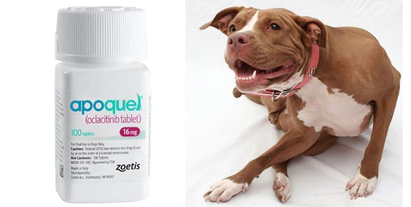 Apoquel for Dogs : Know The Treatment and Side Effects - Pet Care Stores
