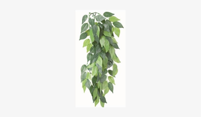 Hanging Plants Png Download - Trixie Silk Hanging Plant Ficus 20x50 Cm ...