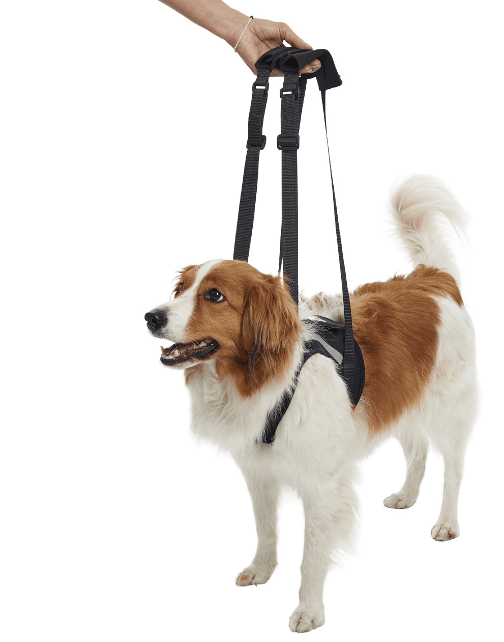 KRUUSE Rehab Lifting Harness for Front & Hind Legs - Provet Australia