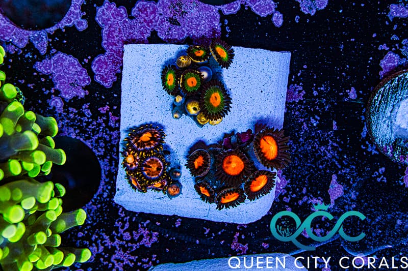 Zoa Instant Garden Frag Pack #1 - (WYSIWYG) | Queen City Corals