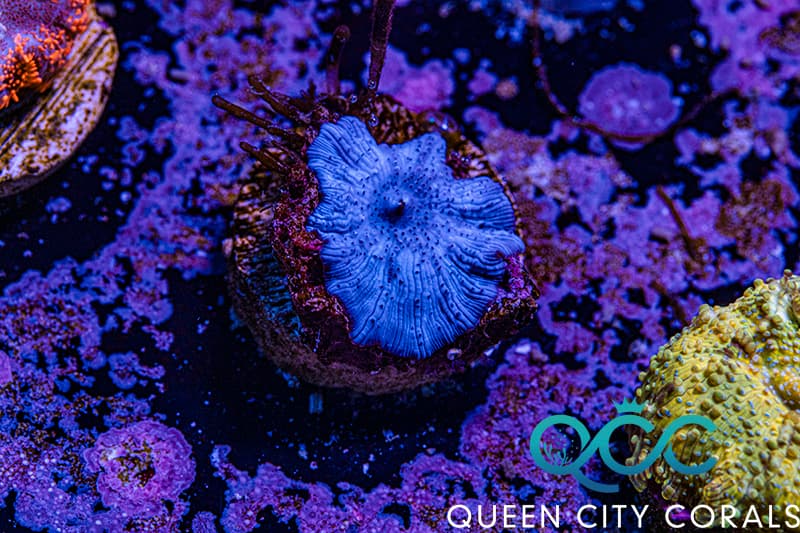 Blue Discosoma Mushroom - (WYSIWYG) | Queen City Corals