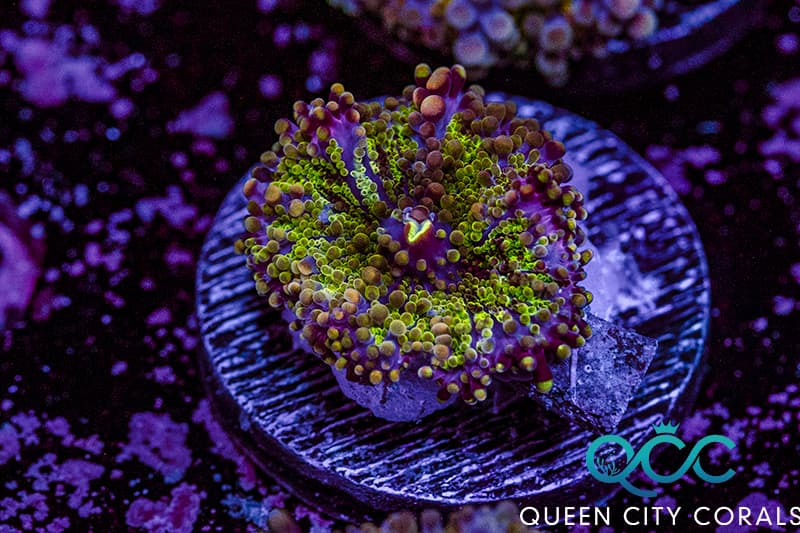 Toxic Green Ricordea Yuma Mushroom - (WYSIWYG) | Queen City Corals