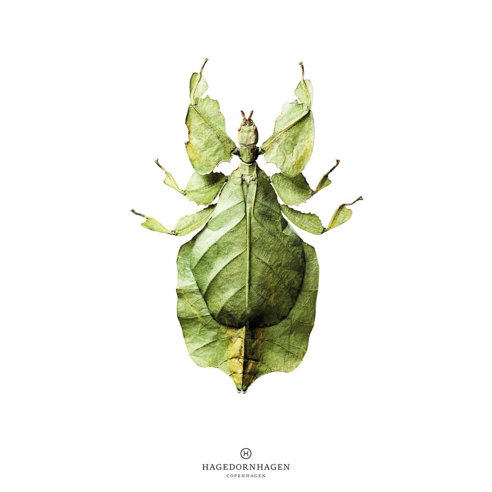 RetroStudio Shop 丹麥海報 Hagedornhagen Green Beetle 樹葉蟲 (含框特價)