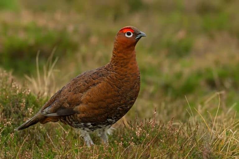 The Red Grouse: A Highland Icon of British Wildlife