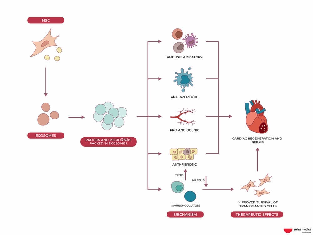 Cell-Free Therapy: The Power of Exosomes and Secretome in Regenerative ...