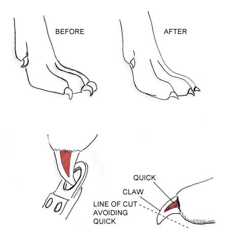 Nail Care for your Pets, Importance of nail care in dogs and cats
