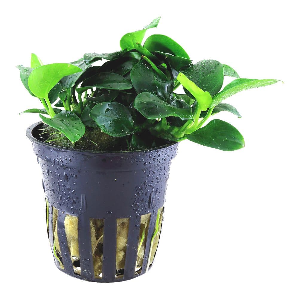 Anubias Nana petite – Zoohistria Aquarium Centar