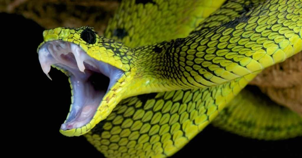 Snake Animal Facts - AZ Animals