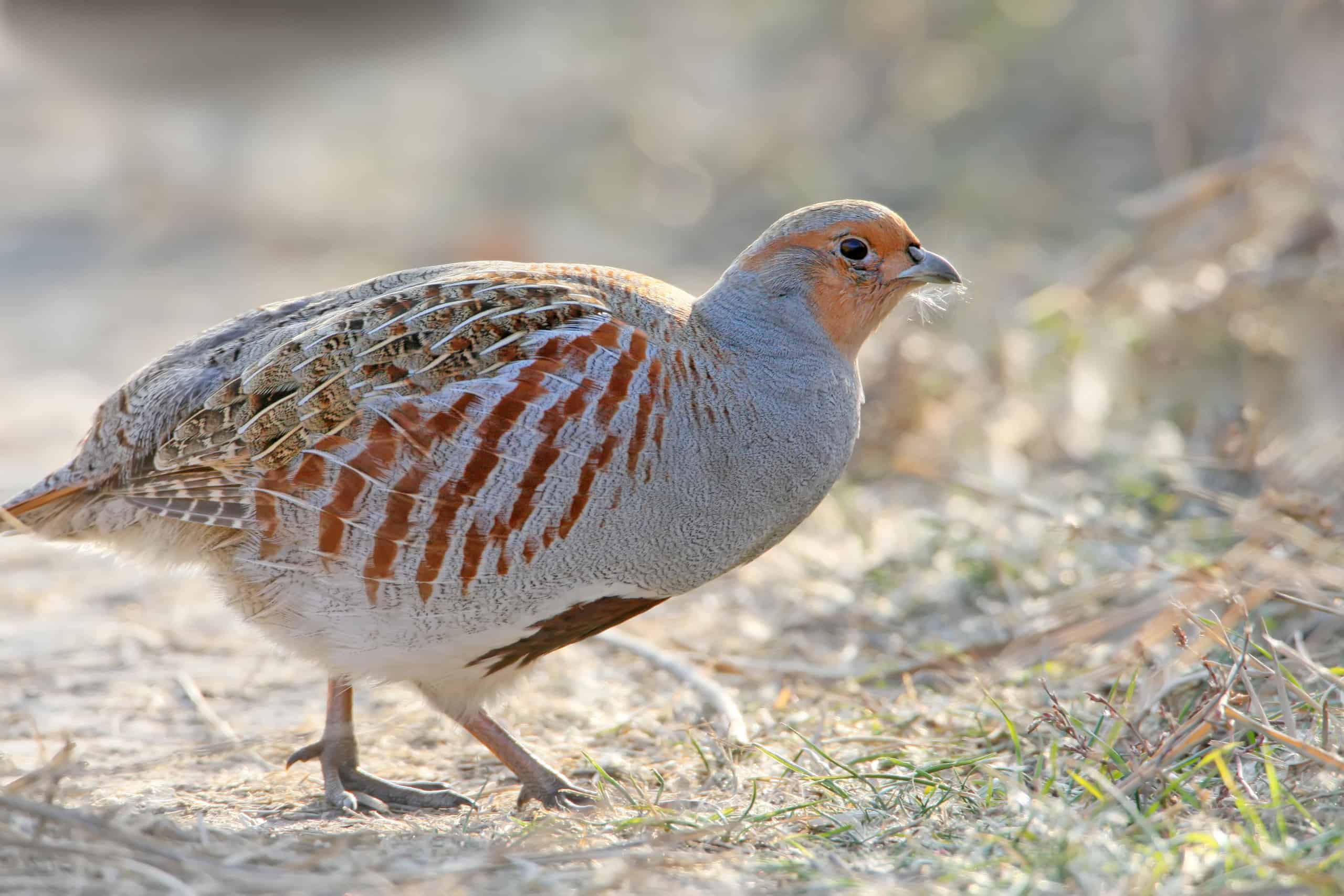 Partridge Pictures - AZ Animals