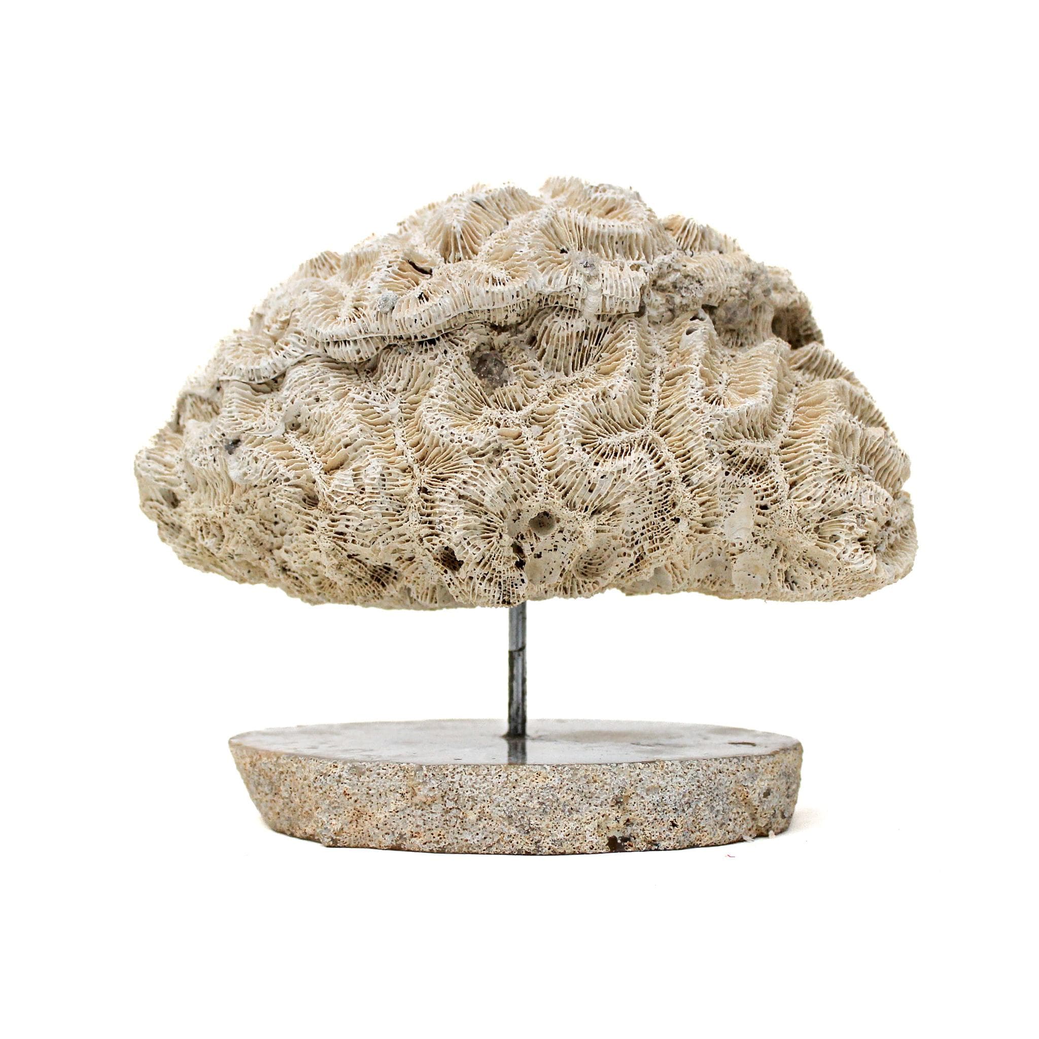 Brain Coral Mounted on a Polished Agate Slice For Sale at 1stDibs ...