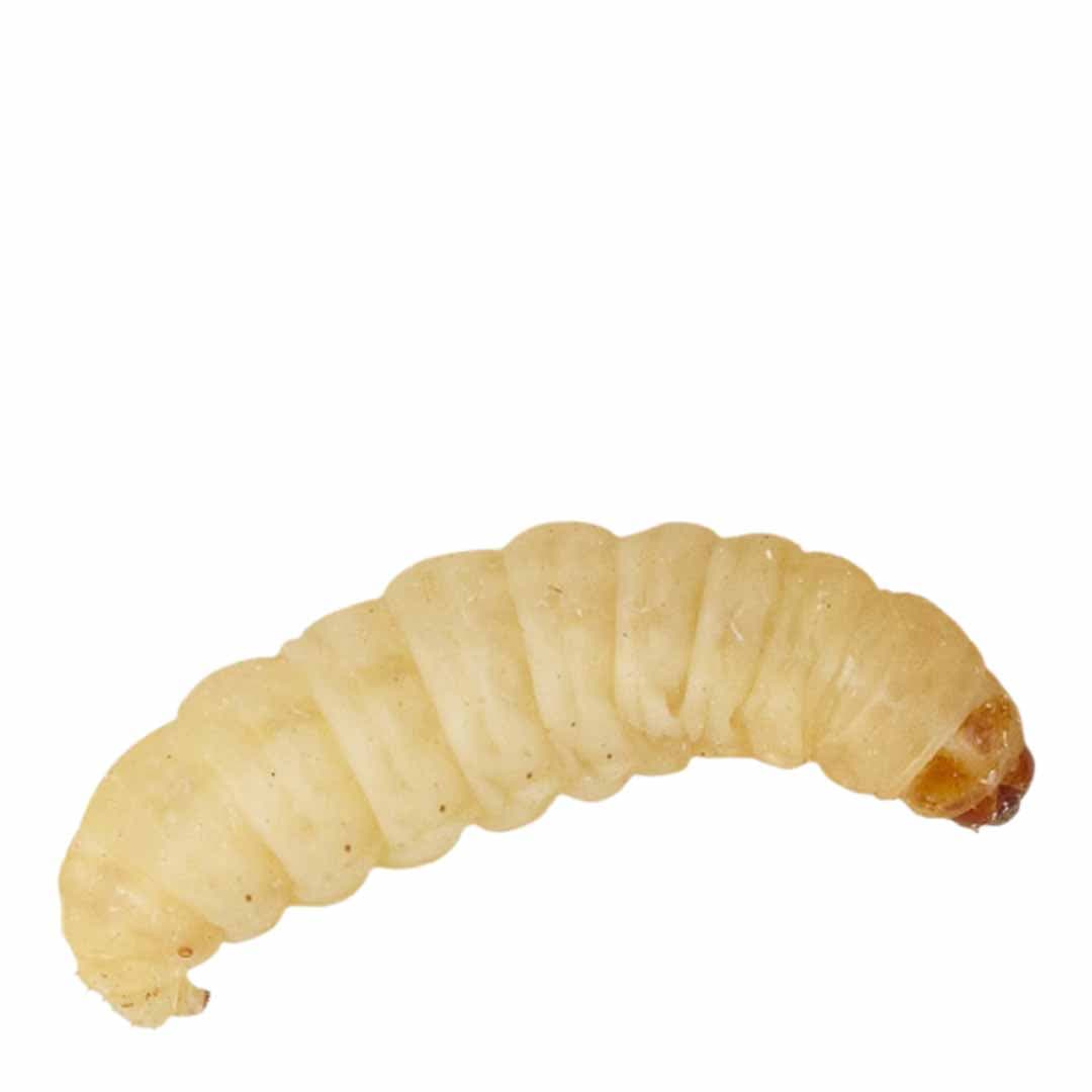 Peregrine Live Waxworms- 15-20 mm-Protein-rich Bird Food- 15 g Pa