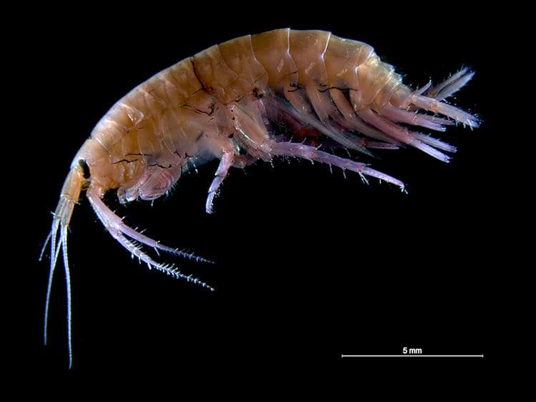 Gammarus - Alchetron, The Free Social Encyclopedia