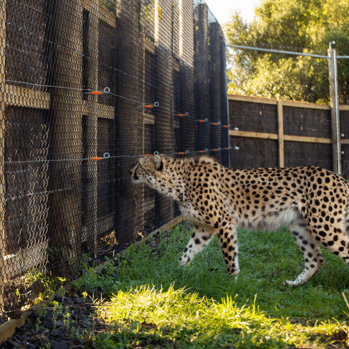 Wildlife Exclusion Fencing