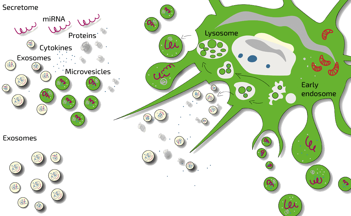 Stem Cell Secretome (SCS) | ANOVA IRM Germany