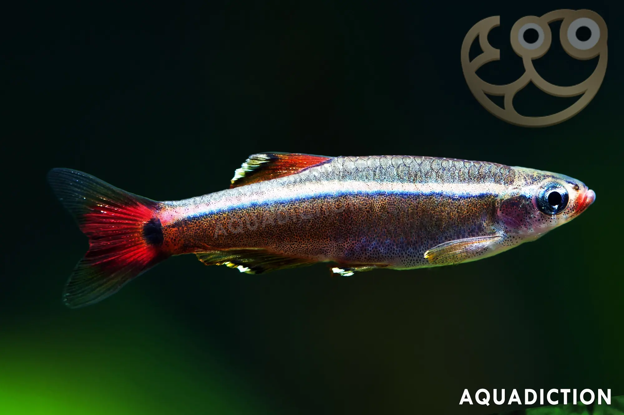 White Cloud Mountain Minnow - Tanichthys albonubes Fish Profile & Care ...