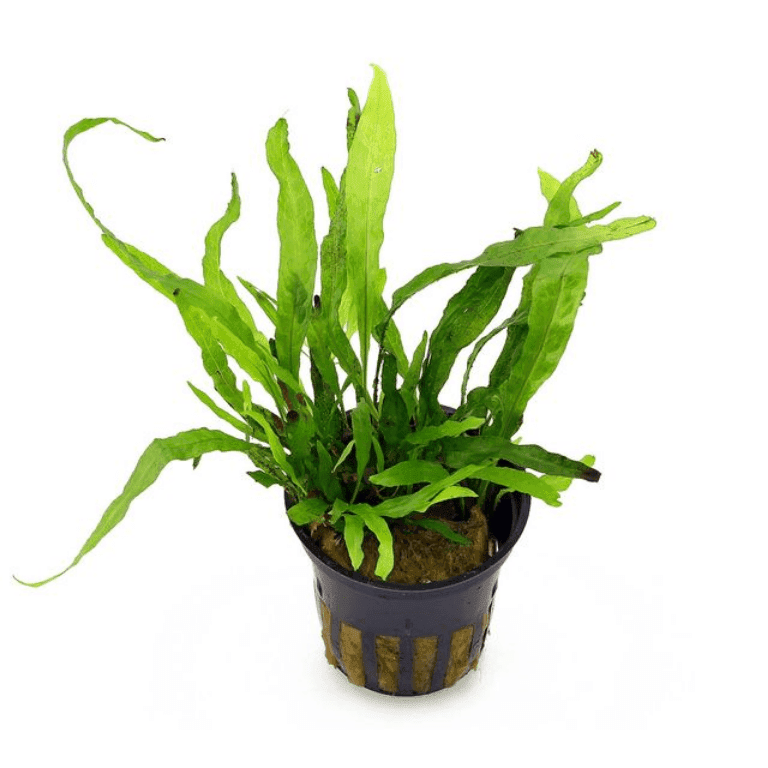 Microsorum pteropus 'Narrow' Narrow leaf Java fern - aquascape