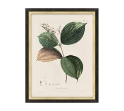 Vintage Botanical Framed Print | Pottery Barn