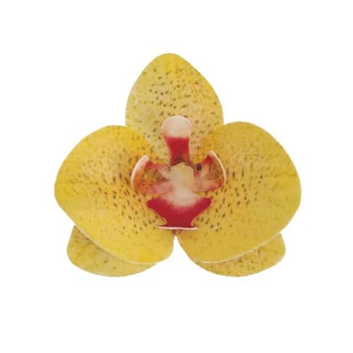 Edible Wafer Paper Orchids - Yellow Orchid Cake Decoration - Glutenfree ...