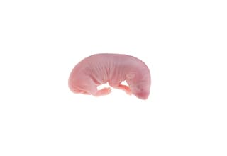 Frozen Mice For Sale – The Big Cheese Rodent Factory