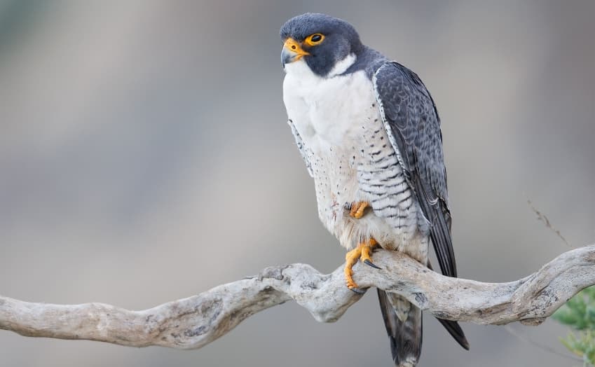 Peregrine Falcon Diet and Size: Feeding Habits, Predators, and ...