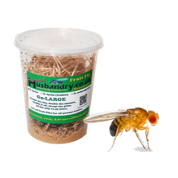 Flightless Golden Fly Culture