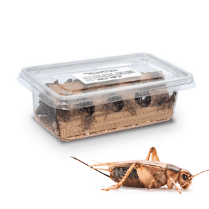 Livefood & Feeds | Bug Pets LTD