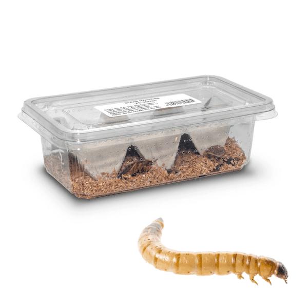 Morioworms | Bug Pets LTD
