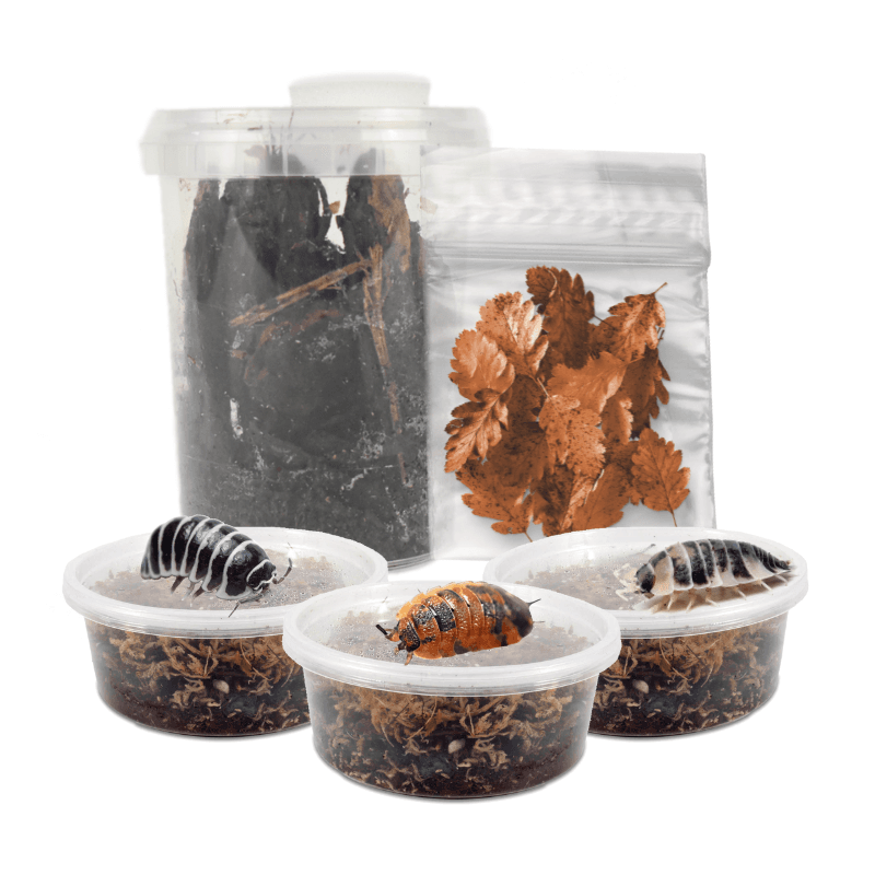 Springtail & Isopod 'Clean-Up-Crew' Bundle | Bug Pets LTD