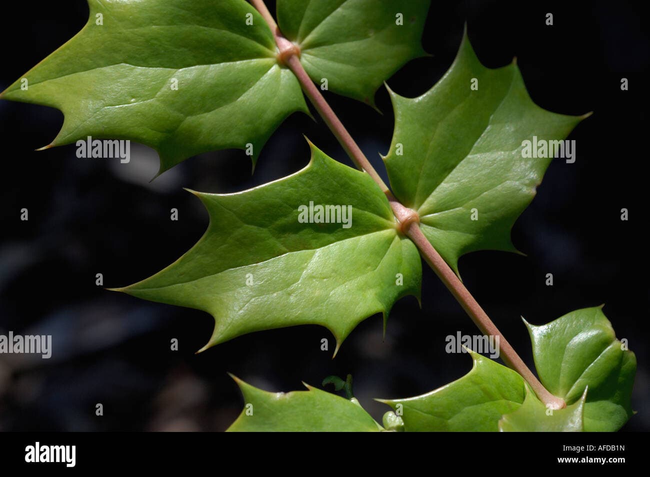 Close up of sharp spiny leaves on red stem Stock Photo - Alamy