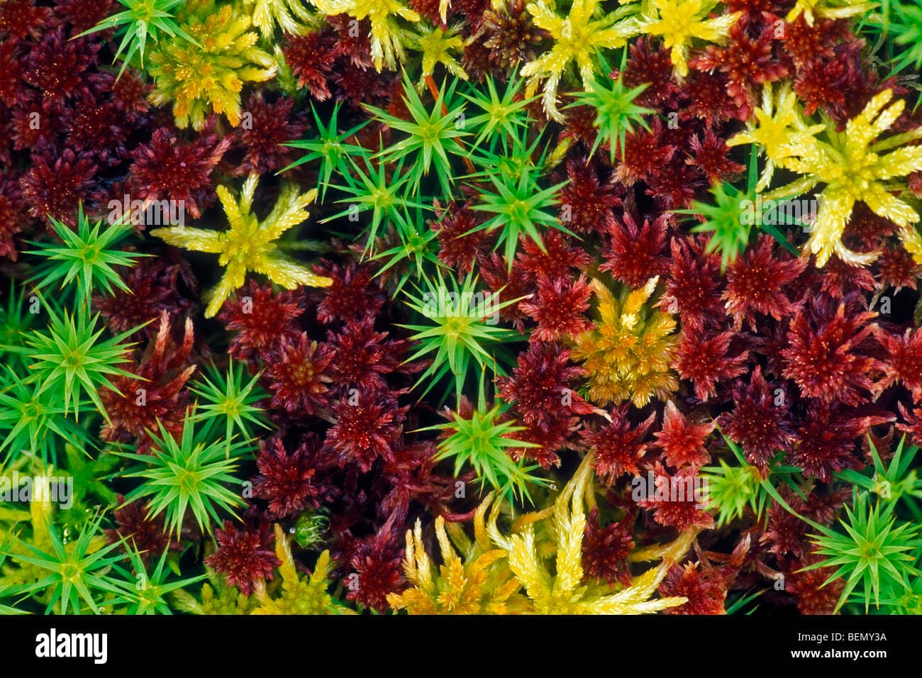 Colourful sphagnum moss (Sphagnum sp.) in peat bog in Scotland, UK ...
